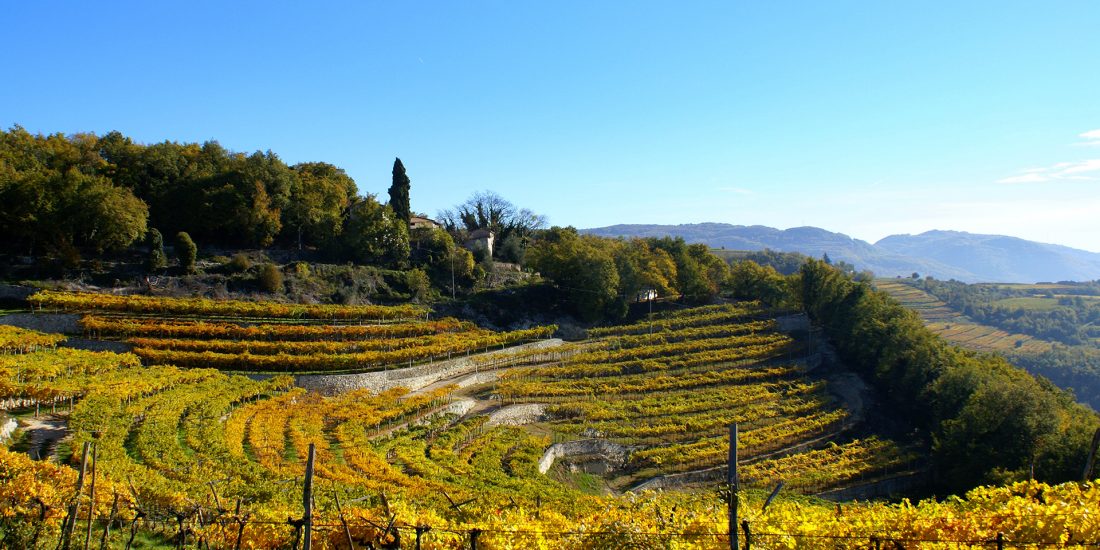 Cantine Vitevis - vista terreni