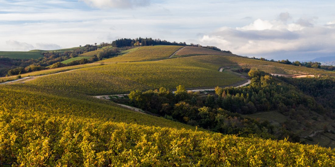 Collina dei Ciliegi - partner Go Wine